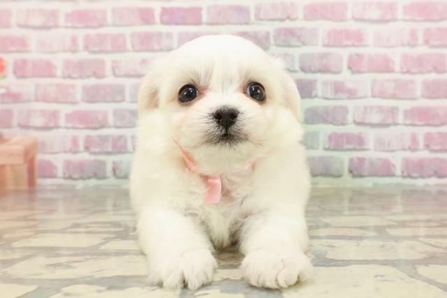北海道のハーフ犬・ミックス犬 (Coo&RIKU苫小牧店/2025年4月13日生まれ/女の子/ホワイト)の子犬