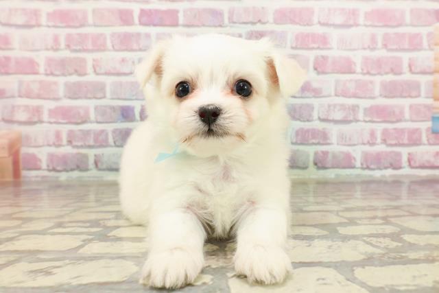 北海道のハーフ犬・ミックス犬 (Coo&RIKU帯広店/2025年4月13日生まれ/男の子/ホワイト)の子犬