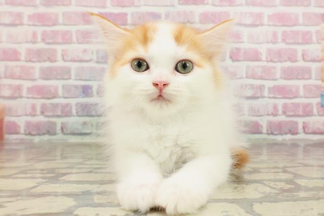 埼玉県のサイベリアン (Coo&RIKU所沢店/2025年4月7日生まれ/女の子/レッドタビーホワイト)の子猫