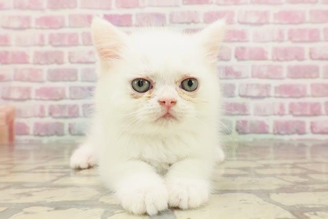 エキゾチック