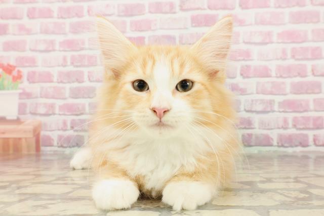 ノルウェージャン・フォレストキャット