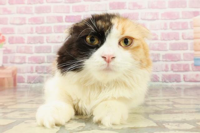 福島県のスコティッシュフォールド (Coo&RIKUいわき店/2024年10月3日生まれ/女の子/キャリコ)の子猫