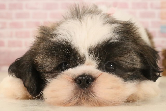 滋賀県のシーズー (Coo&RIKU長浜店/2025年4月10日生まれ/女の子/ゴールドホワイト)の子犬