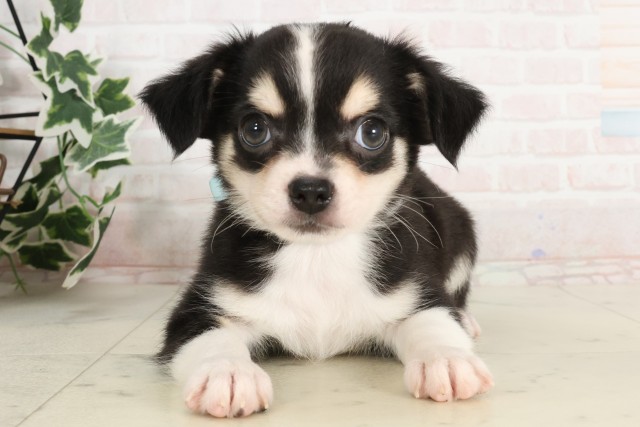 高知県のチワワ(ロング) (Coo&RIKUのいち店/2025年4月9日生まれ/男の子/ブラックタンホワイト)の子犬