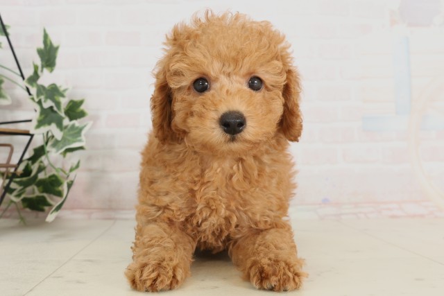滋賀県のトイプードル(トイ) (Coo&RIKU東近江店/2025年4月9日生まれ/男の子/アプリコット)の子犬