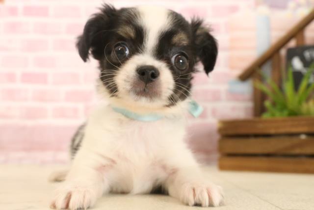 広島県のチワワ(ロング) (Coo&RIKU福山店/2025年4月13日生まれ/男の子/ブラックホワイト)の子犬