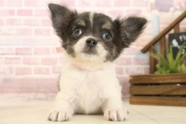 兵庫県のチワワ(ロング) (Coo&RIKU丹波店/2025年4月13日生まれ/女の子/ブルータンホワイト)の子犬