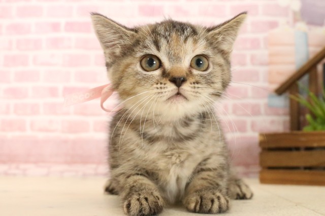 福岡県のマンチカン (Coo&RIKU小倉店/2025年4月10日生まれ/女の子/ブラウンパッチドタビー)の子猫