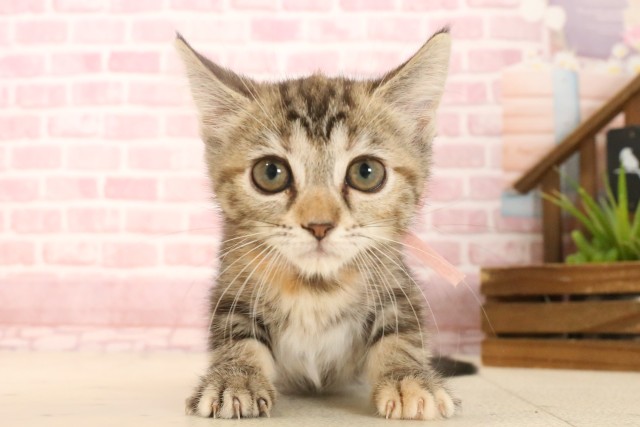 岡山県のラムキン (Coo&RIKU岡山店/2025年4月3日生まれ/女の子/ブラウンパッチドタビー)の子猫の1枚目の画像