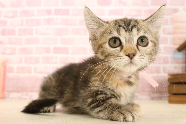 岡山県のラムキン (Coo&RIKU岡山店/2025年4月3日生まれ/女の子/ブラウンパッチドタビー)の子猫の2枚目の画像