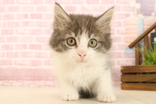 ノルウェージャン・フォレストキャット