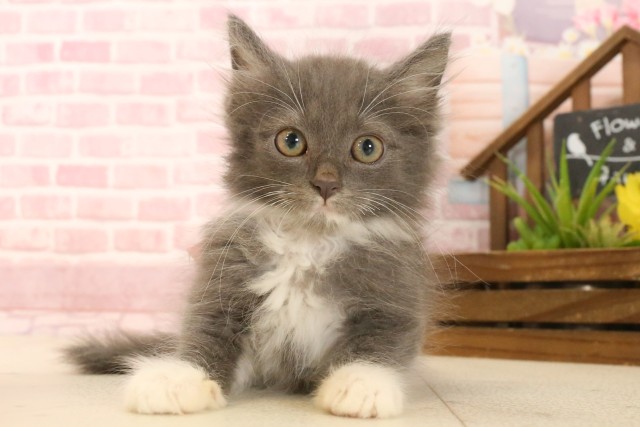 ノルウェージャン・フォレストキャット
