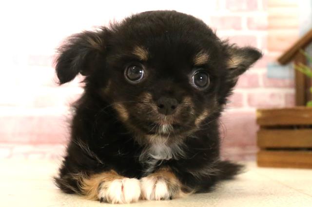広島県のチワワ(ロング) (Coo&RIKU広島中央店/2025年4月6日生まれ/男の子/ブラックタン)の子犬
