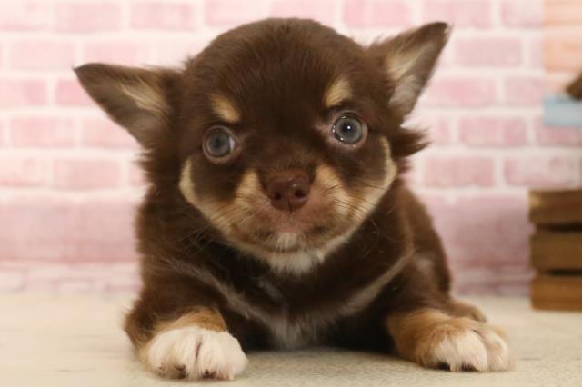 島根県のチワワ(ロング) (Coo&RIKU出雲店/2025年4月6日生まれ/男の子/チョコレートタン)の子犬