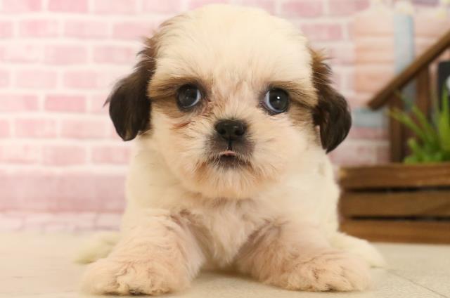 福岡県のシーズー (Coo&RIKU福岡西店/2025年4月12日生まれ/女の子/ホワイトゴールド)の子犬