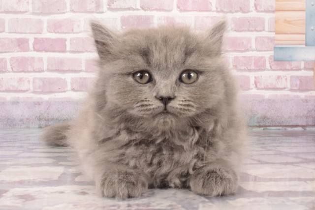 大阪府のマンチカン (Coo&RIKU梅田店/2025年4月12日生まれ/女の子/ブルー)の子猫