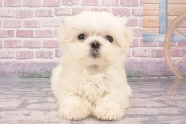 大阪府のマルチーズ (Coo&RIKU茶屋町店/2025年4月7日生まれ/男の子/ホワイト)の子犬