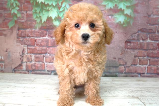 北海道のトイプードル(トイ) (Coo&RIKU札幌東店/2025年4月8日生まれ/女の子/アプリコット)の子犬