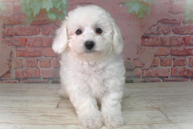 北海道のビションフリーゼ (Coo&RIKU帯広店/2025年4月10日生まれ/男の子/ホワイト)の子犬