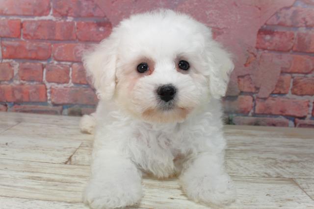 北海道のビションフリーゼ (Coo&RIKU釧路店/2025年4月10日生まれ/女の子/ホワイト)の子犬