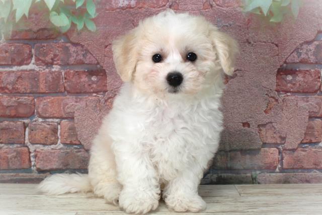 北海道のビションフリーゼ (Coo&RIKU旭川店/2025年4月11日生まれ/女の子/ホワイト)の子犬