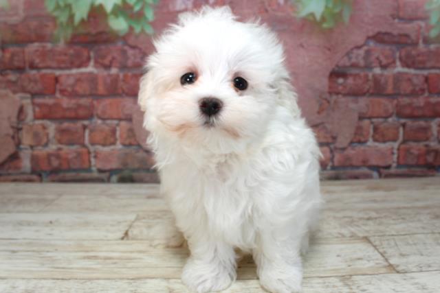 北海道のマルチーズ (Coo&RIKU札幌東店/2025年4月13日生まれ/男の子/ホワイト)の子犬