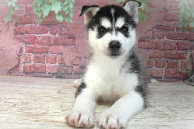 北海道のシベリアンハスキー (Coo&RIKU旭川店/2025年4月12日生まれ/男の子/シルバーホワイト)の子犬