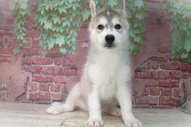 北海道のシベリアンハスキー (Coo&RIKU室蘭店/2025年4月12日生まれ/女の子/シルバーホワイト)の子犬
