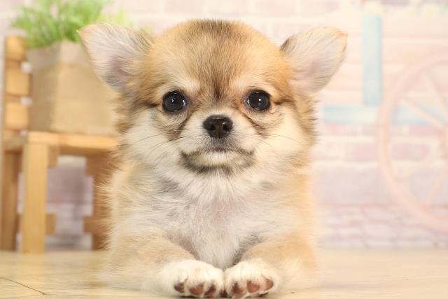 愛知県のチワワ(ロング) (Coo&RIKU岡崎店/2025年4月12日生まれ/女の子/レッドホワイト)の子犬