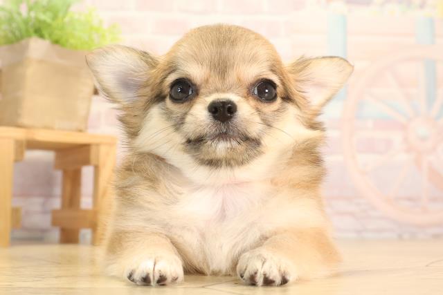 愛知県のチワワ(ロング) (Coo&RIKU豊橋店/2025年4月12日生まれ/女の子/レッド)の子犬