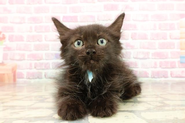 埼玉県のメインクーン (Coo&RIKU桶川店/2025年4月2日生まれ/男の子/ブラック)の子猫