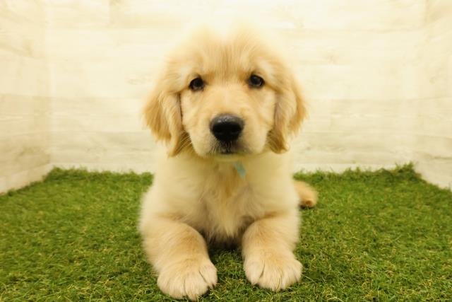 埼玉県のゴールデンレトリバー (Coo&RIKU桶川店/2025年4月10日生まれ/男の子/ゴールド)の子犬