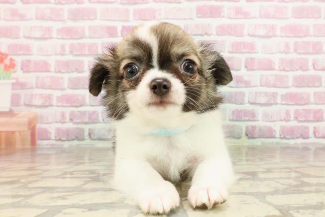 栃木県のチワワ(ロング) (Coo&RIKU小山店/2025年4月10日生まれ/男の子/セーブルホワイト)の子犬