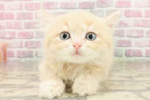 秋田県のマンチカン (Coo&RIKU秋田店/2025年4月13日生まれ/女の子/クリームタビー)の子猫