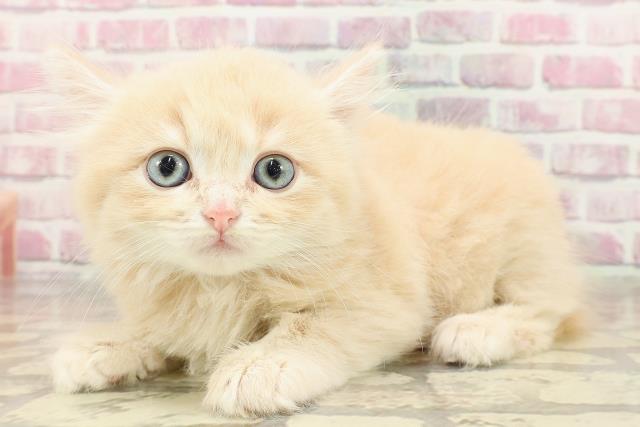 秋田県のマンチカン (Coo&RIKU秋田店/2025年4月13日生まれ/女の子/クリームタビー)の子猫の2枚目の画像
