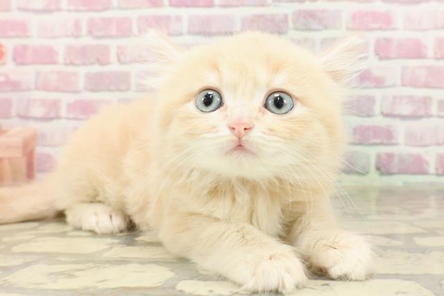 秋田県のマンチカン (Coo&RIKU秋田店/2025年4月13日生まれ/女の子/クリームタビー)の子猫の3枚目の画像
