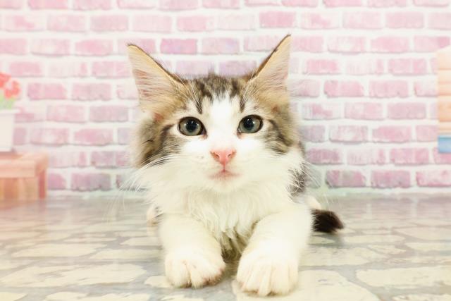 ノルウェージャン・フォレストキャット