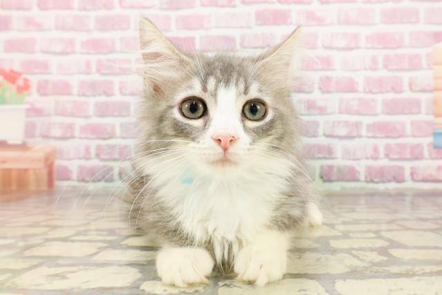 ノルウェージャン・フォレストキャット