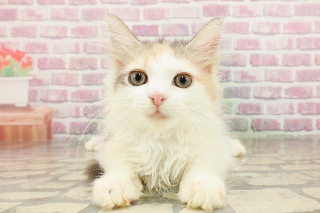 ノルウェージャン・フォレストキャット