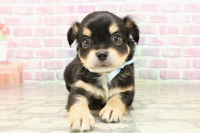 福井県のチワワ(ロング) (Coo&RIKU福井店/2025年4月14日生まれ/男の子/ブラックタンホワイト)の子犬