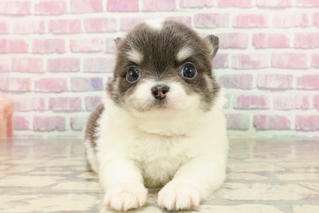 東京都のチワワ(ロング) (Coo&RIKU吉祥寺店/2025年4月14日生まれ/女の子/ホワイトブルータン)の子犬