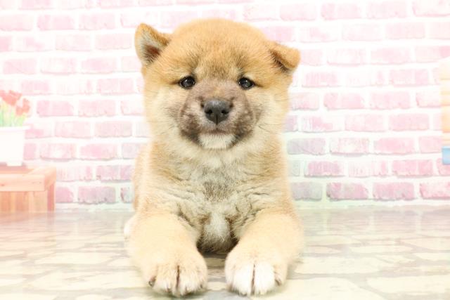 群馬県の柴犬(標準サイズ) (Coo&RIKUDCM館林店/2025年4月15日生まれ/女の子/赤)の子犬