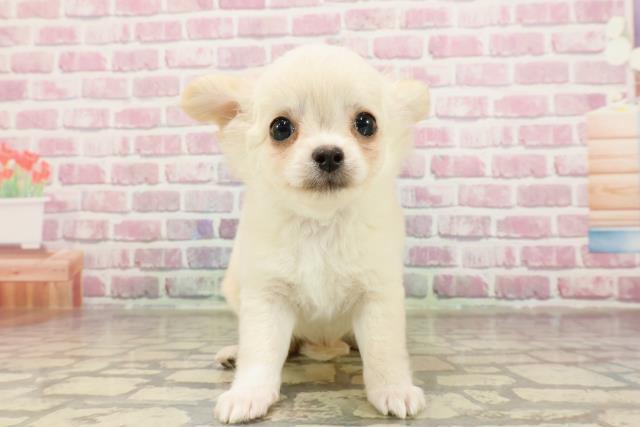 静岡県のチワワ(ロング) (Coo&RIKU静岡SBS通り店/2025年4月11日生まれ/男の子/クリーム)の子犬