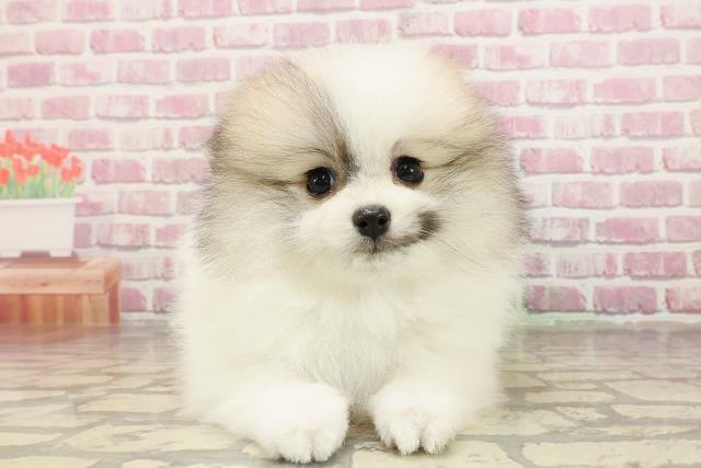 東京都のポメラニアン (Coo&RIKU東久留米店/2025年4月15日生まれ/女の子/パーティーカラー)の子犬