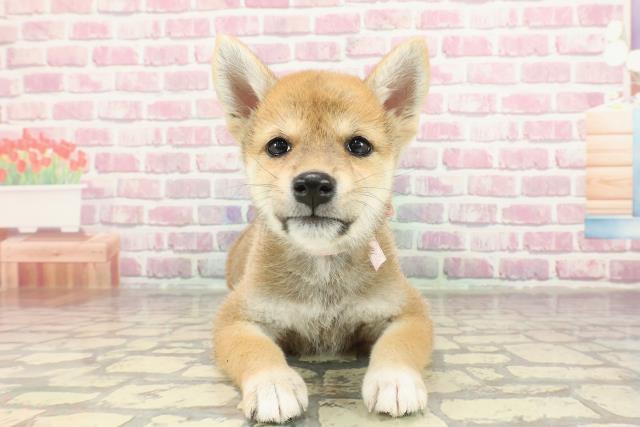 千葉県の柴犬(標準サイズ) (Coo&RIKUアクロスモール新鎌ケ谷店/2025年2月15日生まれ/女の子/赤)の子犬