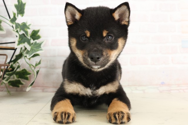 沖縄県の豆柴 (Coo&RIKU沖縄浦添店/2025年4月16日生まれ/男の子/黒)の子犬