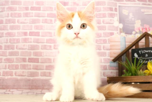 ラガマフィン