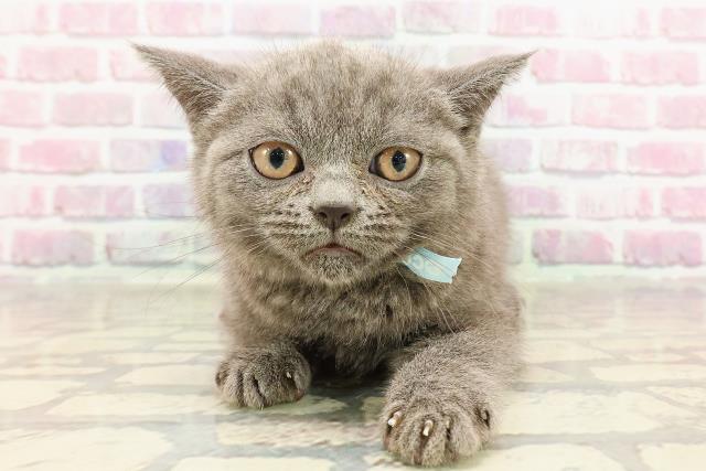 ブリティッシュショートヘアー