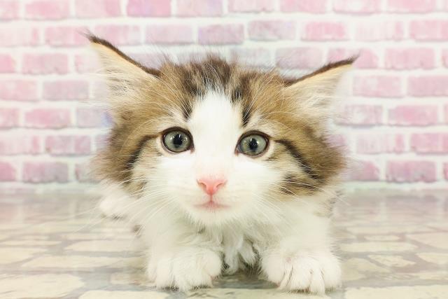 ノルウェージャン・フォレストキャット