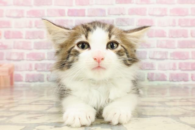 ノルウェージャン・フォレストキャット